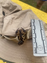 Centruroides edwardsii