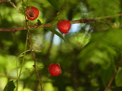 Malpighia emarginata