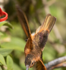 Aglaeactis cupripennis