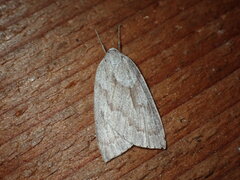 Philedia punctomacularia