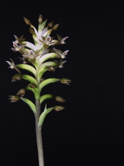 Cranichis wageneri
