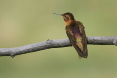 Aglaeactis cupripennis