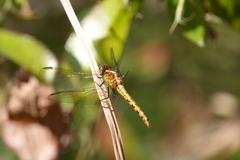 Diplacodes melanopsis