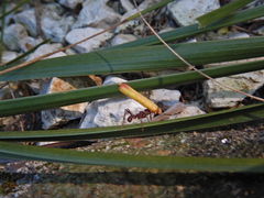 Acromyrmex octospinosus