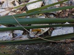 Acromyrmex octospinosus