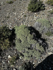 Azorella prolifera