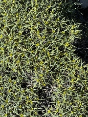 Azorella prolifera