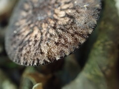 Pluteus perroseus