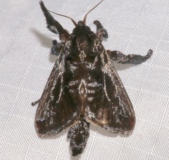 Acharia nesea