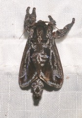 Acharia nesea