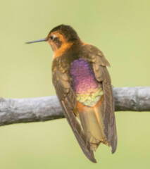 Aglaeactis cupripennis