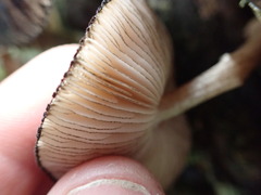 Pluteus perroseus