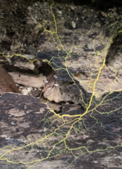 Badhamia utricularis