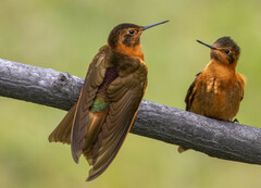 Aglaeactis cupripennis