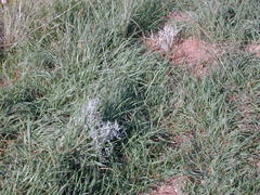 Acanthocladium dockeri