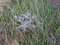 Acanthocladium dockeri