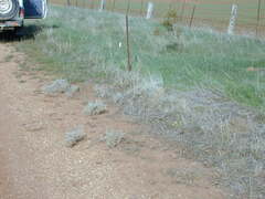 Acanthocladium dockeri