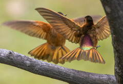 Aglaeactis cupripennis