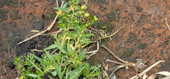 Lepidium bipinnatifidum