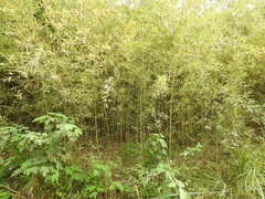 Phyllostachys makinoi