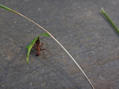 Acromyrmex octospinosus