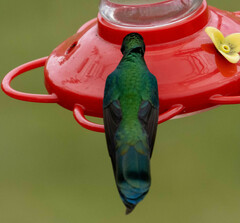 Colibri