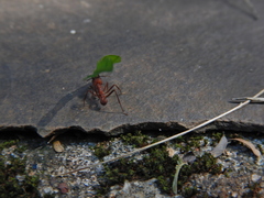 Acromyrmex octospinosus
