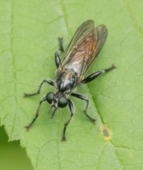 Laphria index