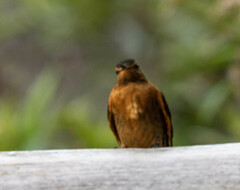 Aglaeactis cupripennis