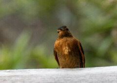 Aglaeactis cupripennis