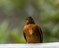 Aglaeactis cupripennis