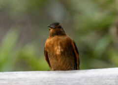 Aglaeactis cupripennis