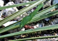 Acromyrmex octospinosus