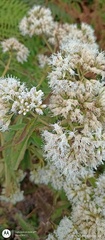 Austroeupatorium inulifolium