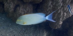 Acanthurus xanthopterus