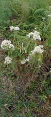 Austroeupatorium inulifolium