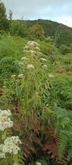 Austroeupatorium inulifolium