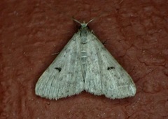 Bleptina caradrinalis