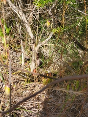 Lissolepis coventryi