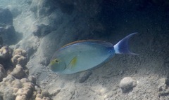 Acanthurus xanthopterus
