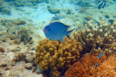 Acanthochromis polyacanthus