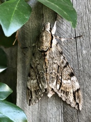 Psilogramma casuarinae