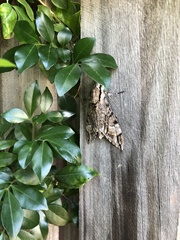 Psilogramma casuarinae