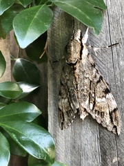 Psilogramma casuarinae