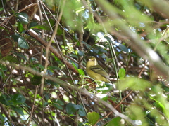 Vireo pallens
