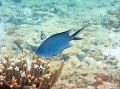 Acanthochromis polyacanthus