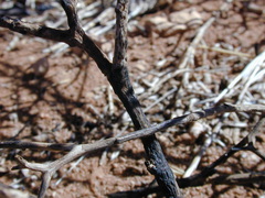 Acanthocladium dockeri