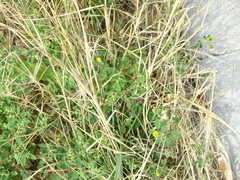 Euphorbia glyptosperma