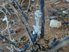 Acanthocladium dockeri