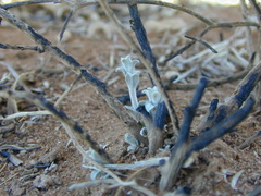 Acanthocladium dockeri